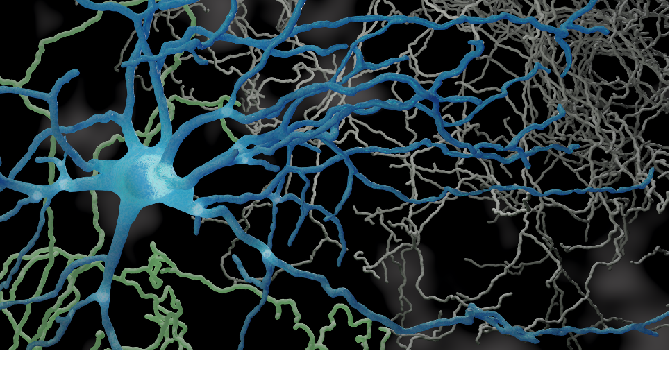 Photorealistic 3D visualization of neural morphology